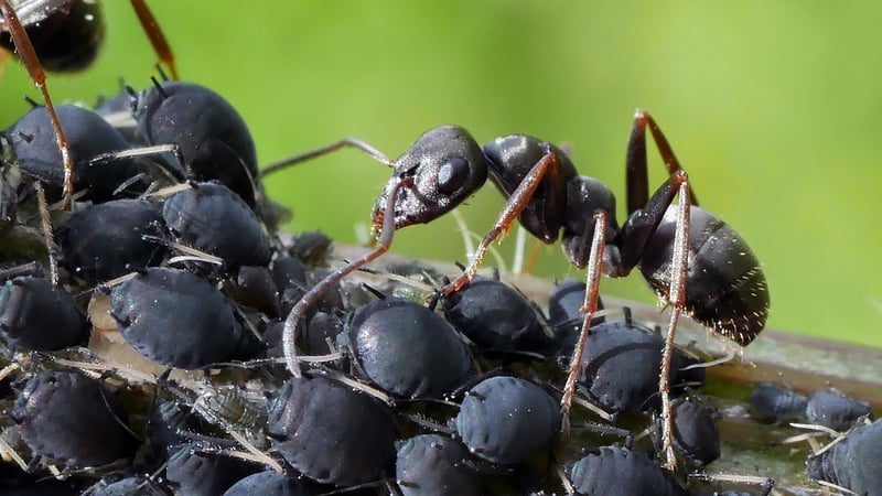 Aphid Infestation