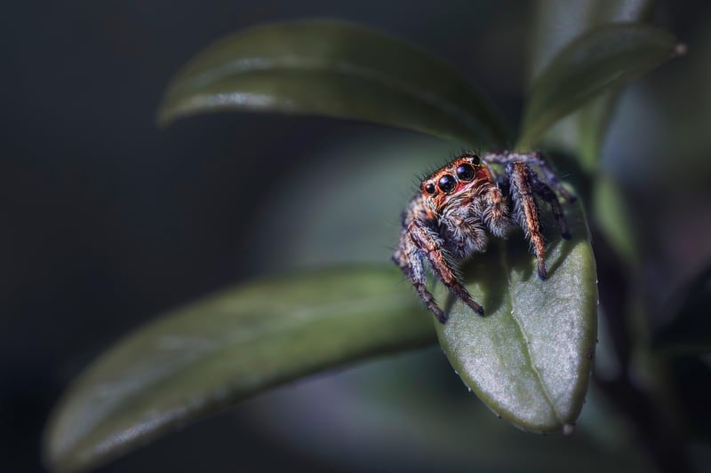 Aphid