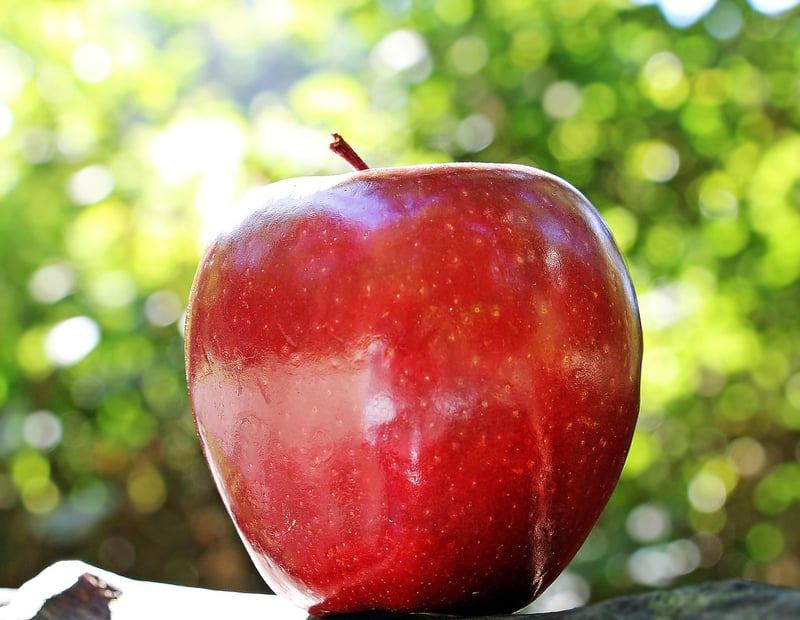 Dwarf Apple Trees