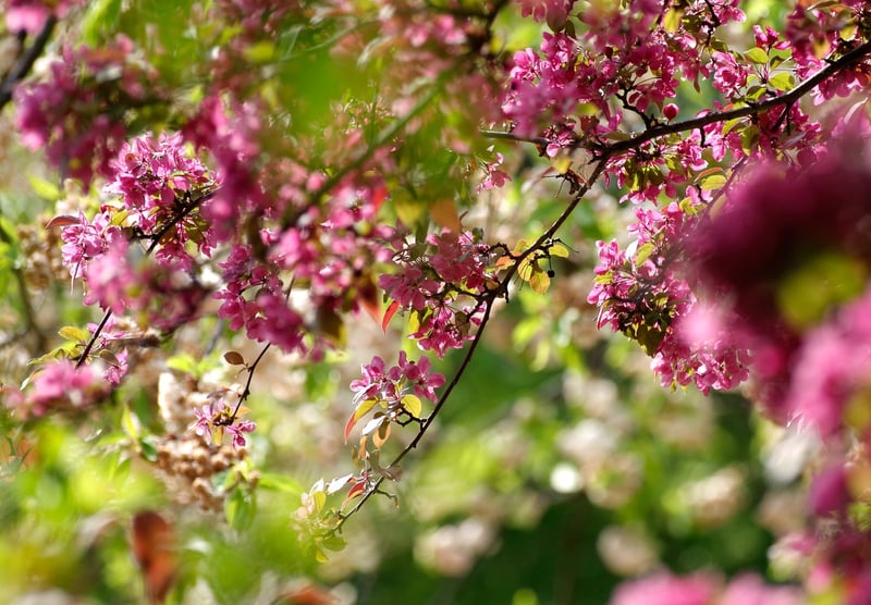 Cherry Trees